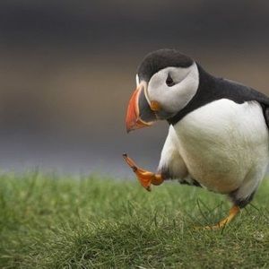 Meet your Posher, Grace